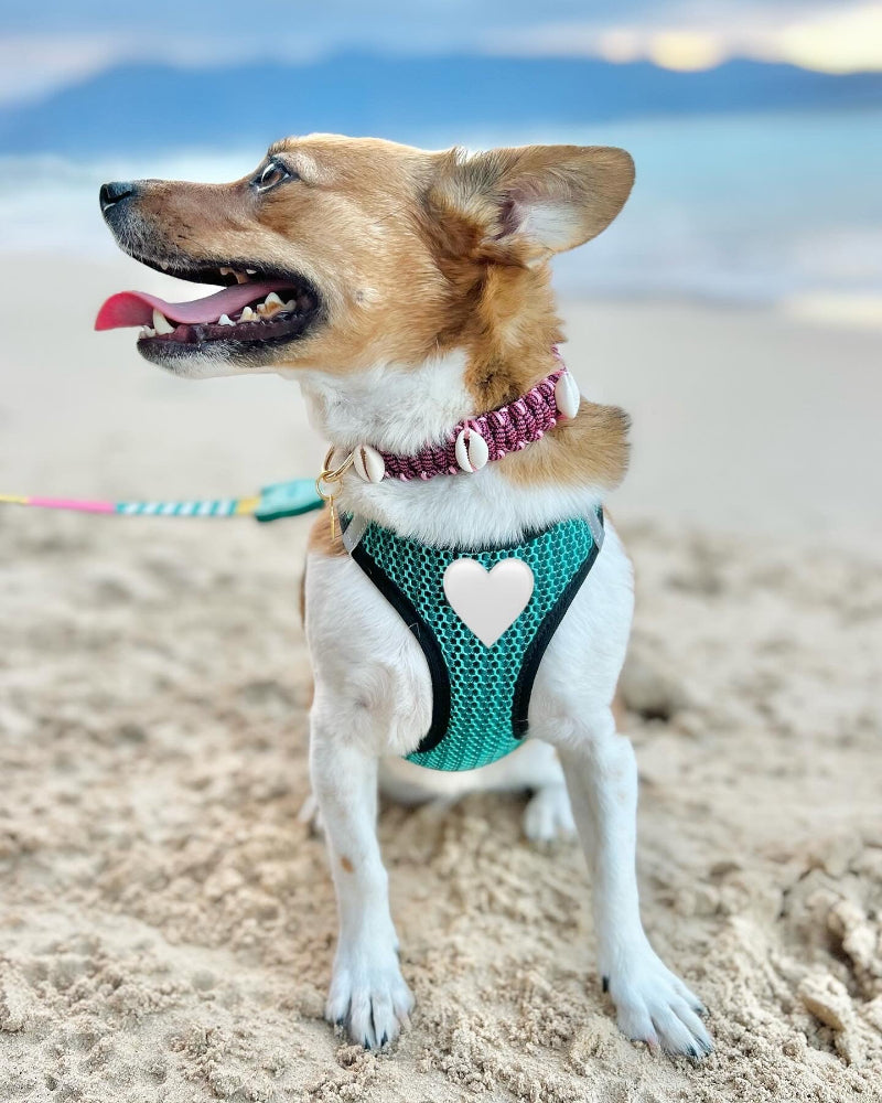 Coastal QT Dog Collar in Purple Cowrie Shell
