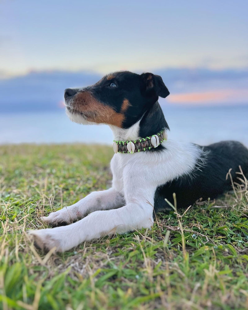 Coastal QT Dog Collar in Camouflage Cutie