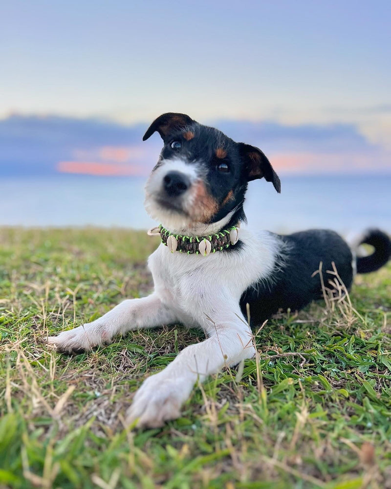 Coastal QT Dog Collar in Camouflage Cutie