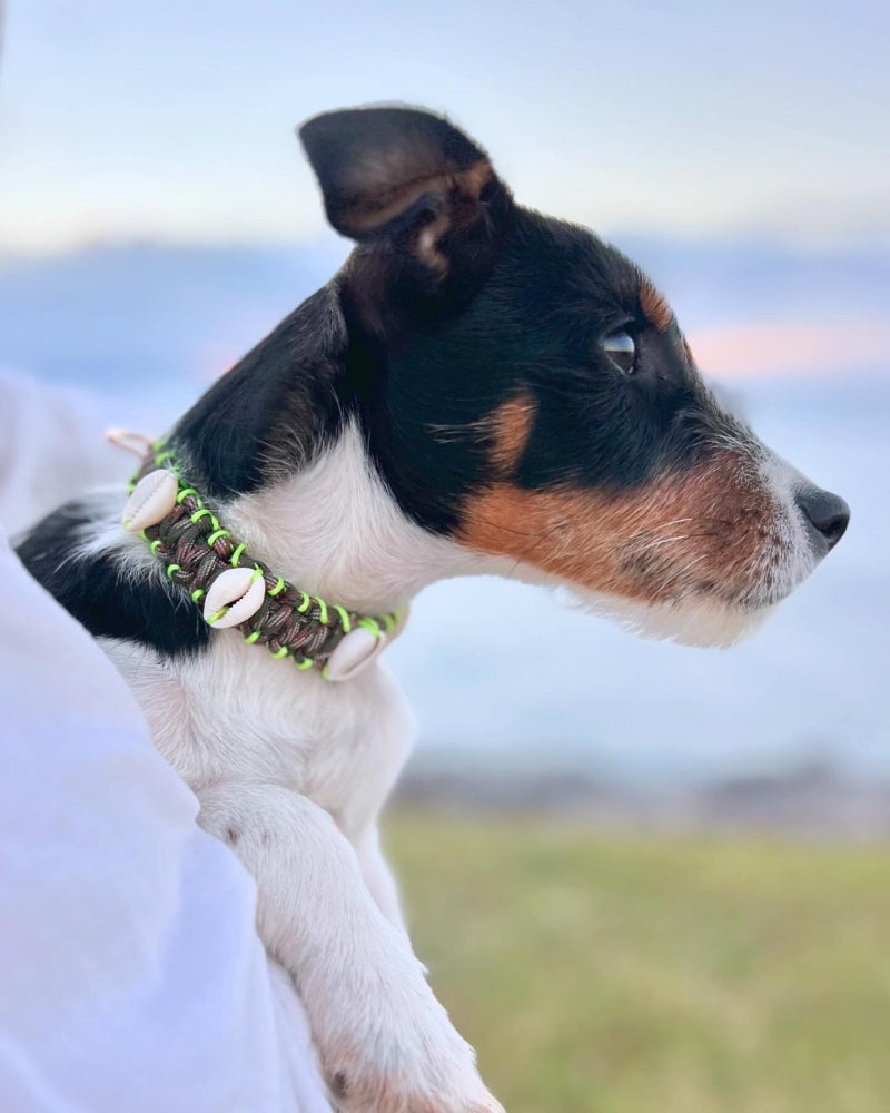 Coastal QT Dog Collar in Camouflage Cutie
