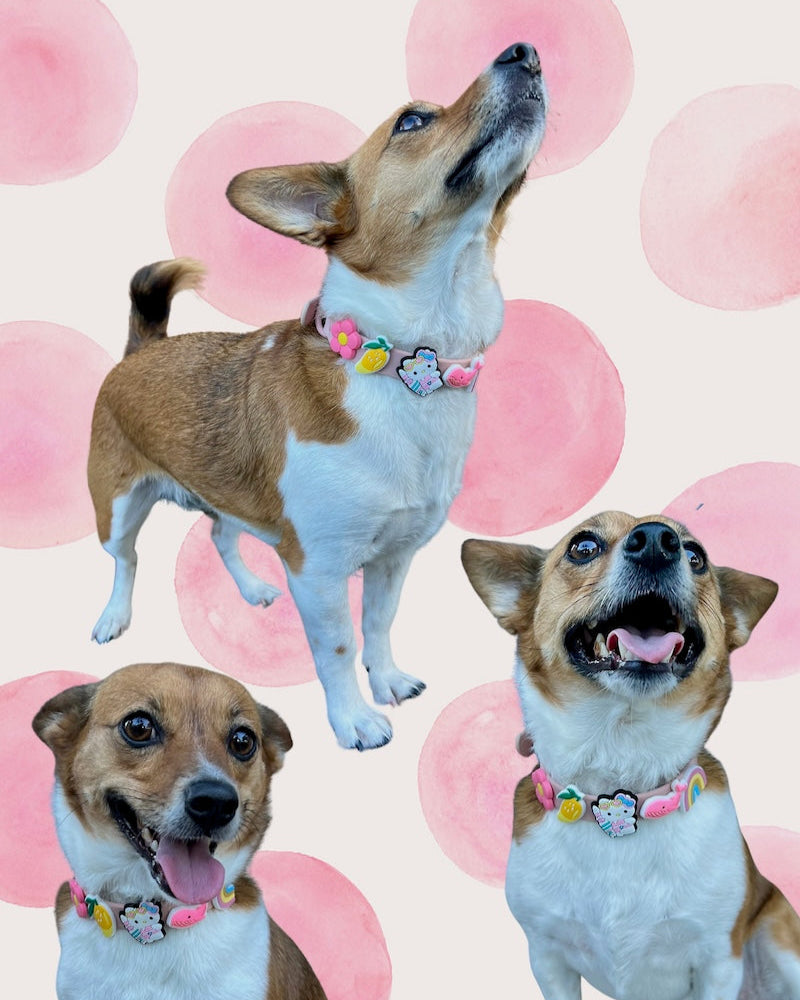 Kawaii Jibbitz Dog Collar in Guri-Guri