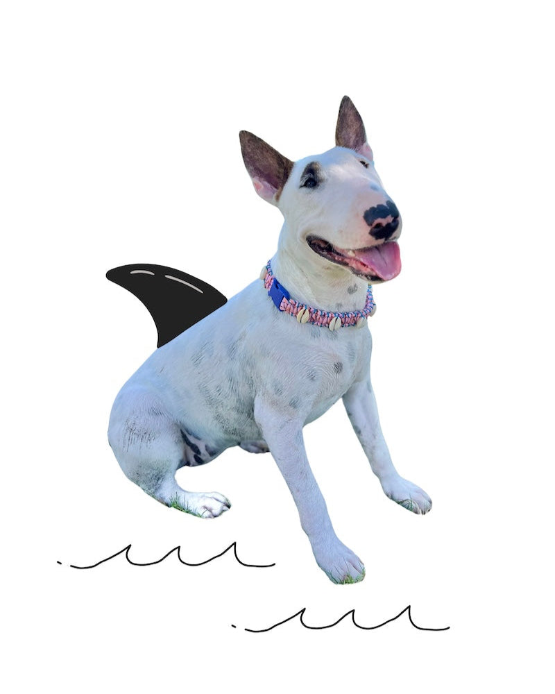 Coastal QT Dog Collar in Mochi