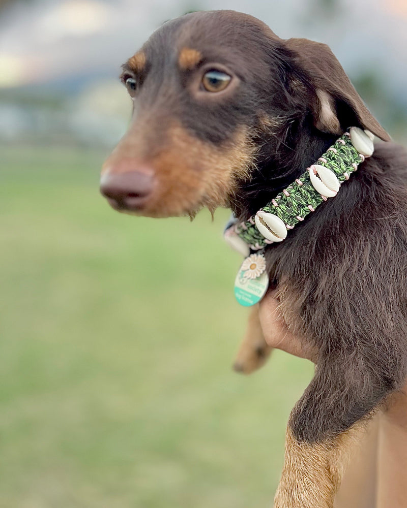 Coastal QT Dog Collar in Spam Musubi