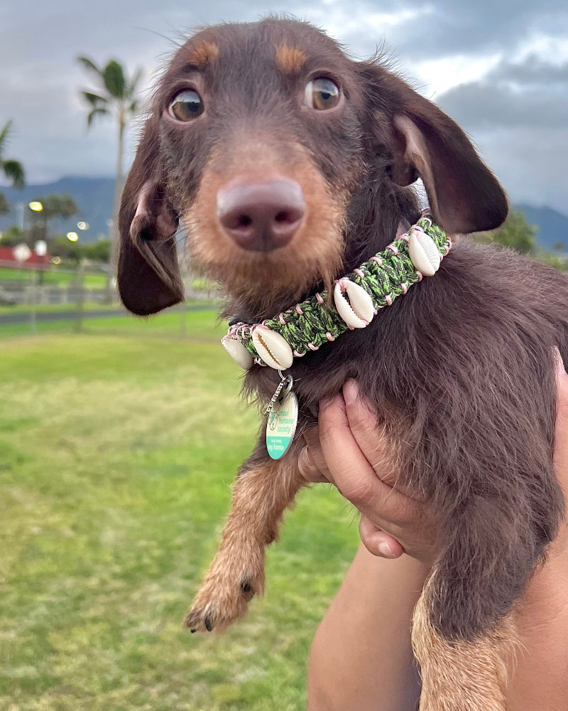 Coastal QT Dog Collar in Spam Musubi