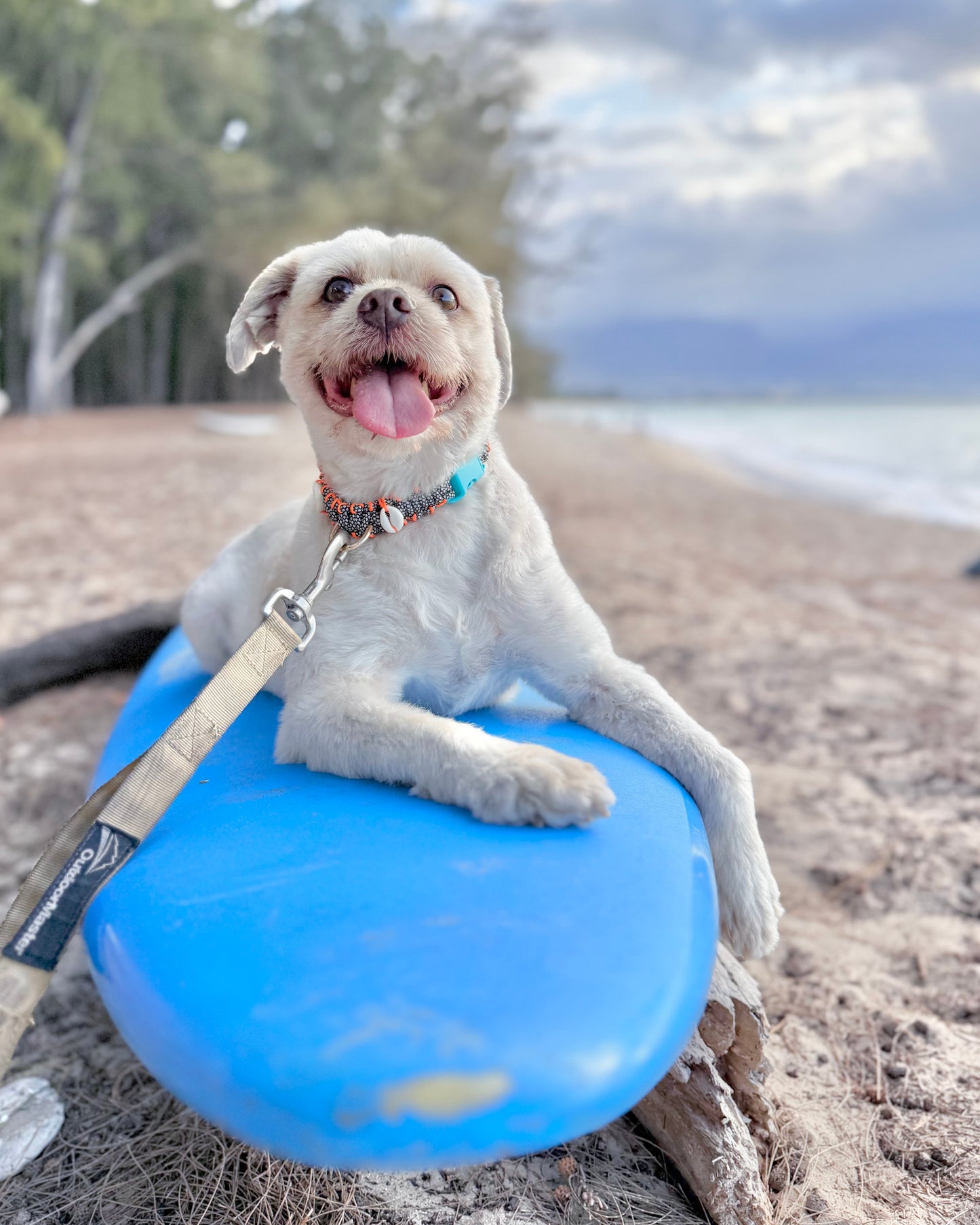 Coastal QT Dog Collar in Opihi