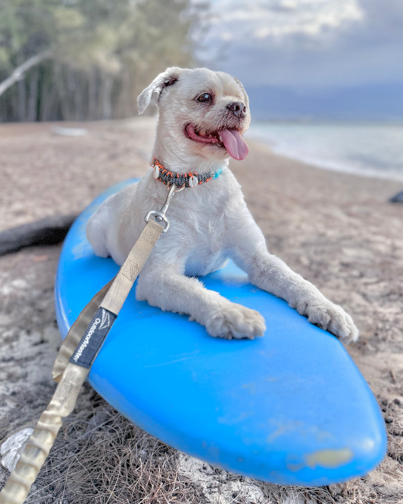 Coastal QT Dog Collar in Opihi