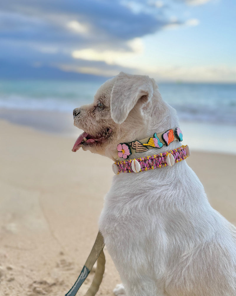 Honey Girl Jibbitz Dog Collar in Cream Puff