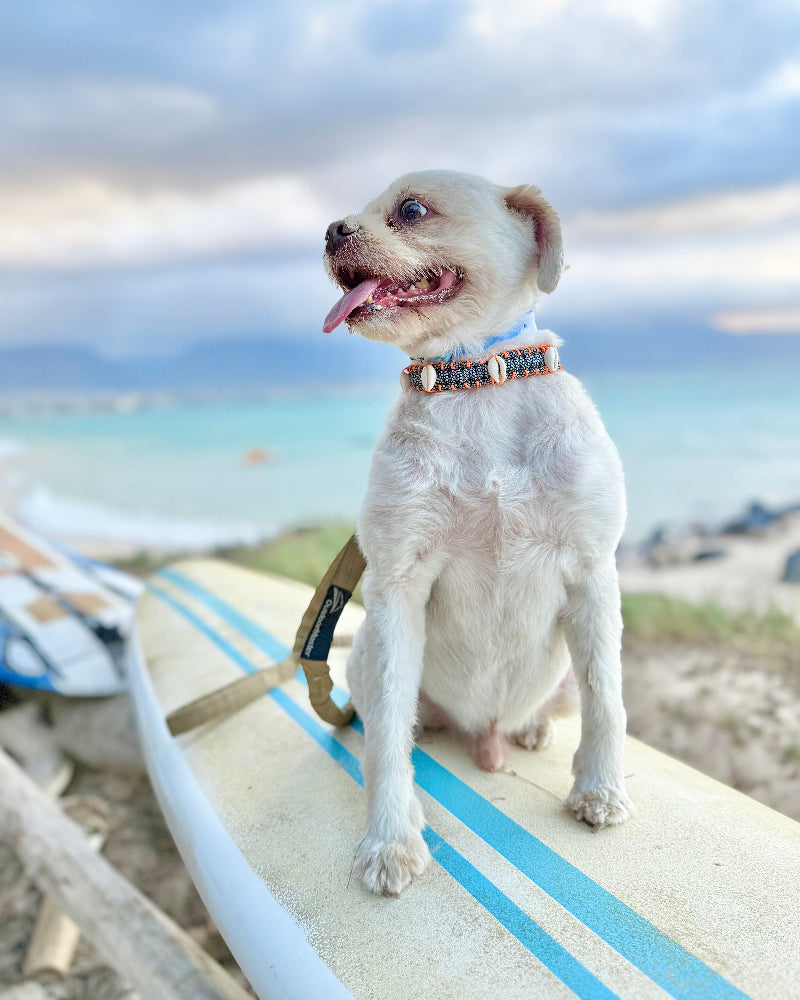 Coastal QT Dog Collar in Opihi