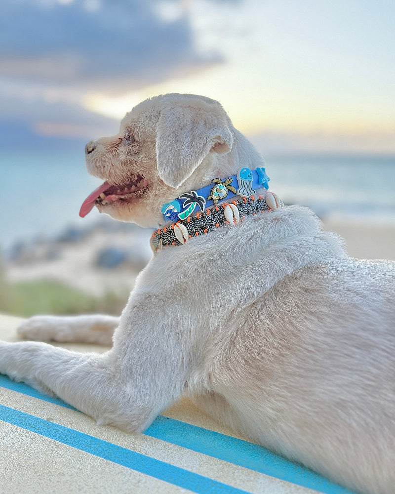 Island Boy Jibbitz Dog Collar in Hamoa