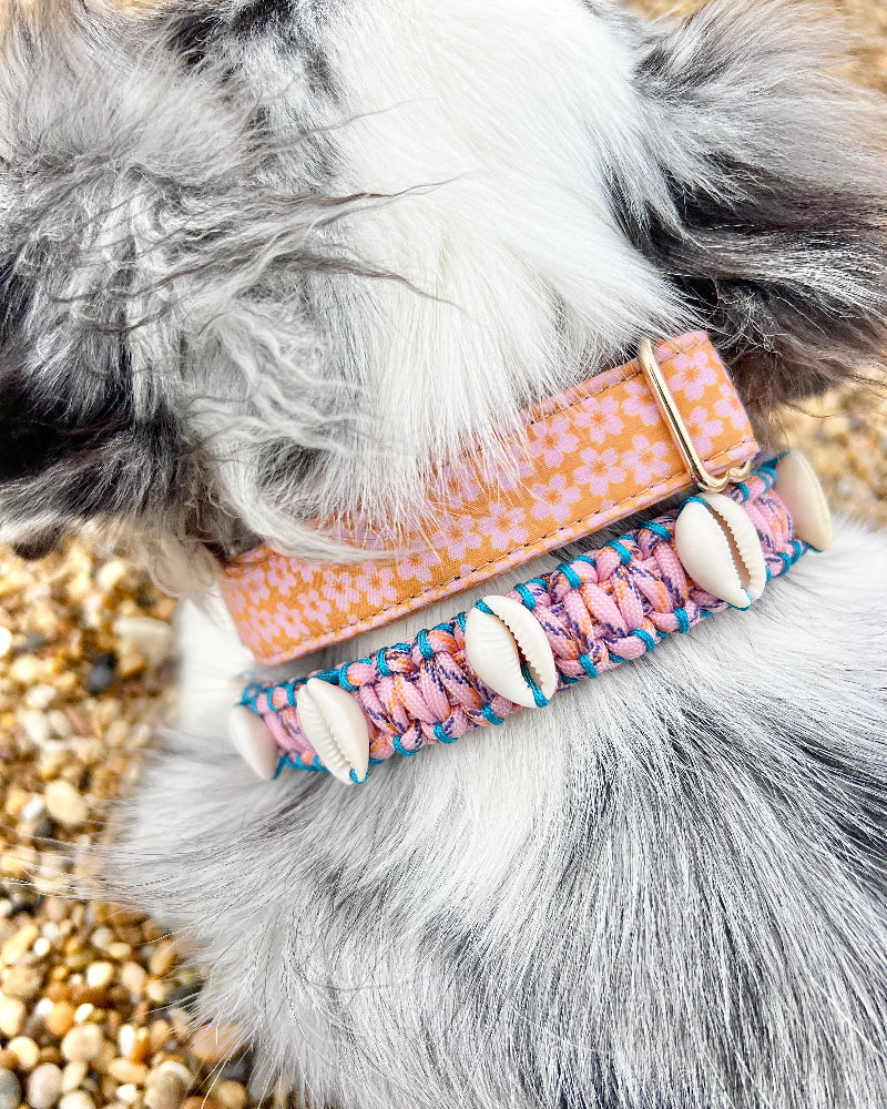 Coastal QT Dog Collar in Mochi