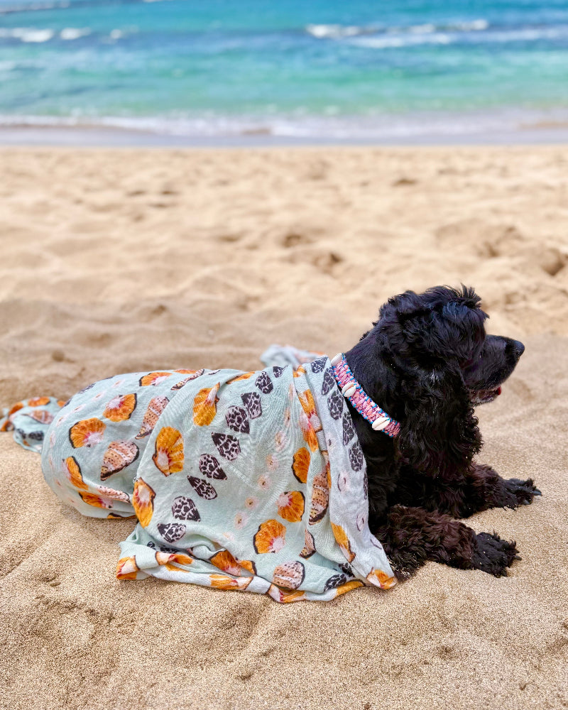 Coastal QT Dog Collar in Mochi
