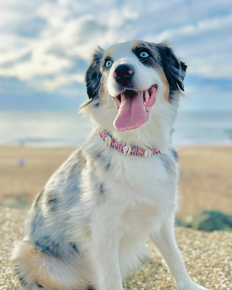 Coastal QT Dog Collar in Mochi