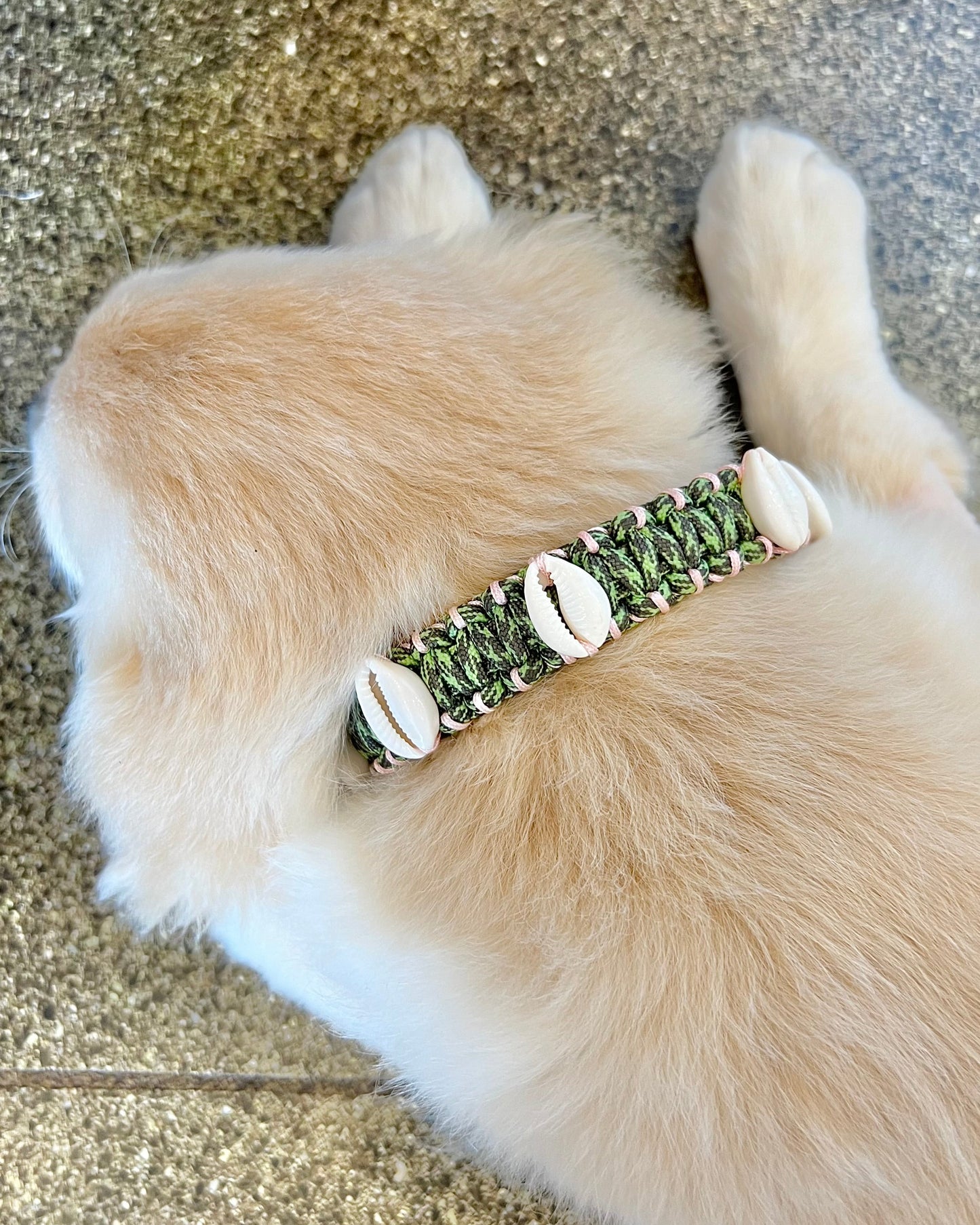Coastal QT Dog Collar in Spam Musubi
