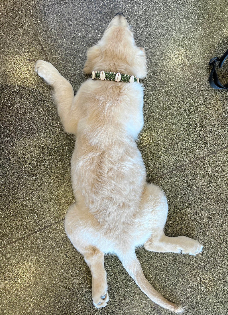 Coastal QT Dog Collar in Spam Musubi