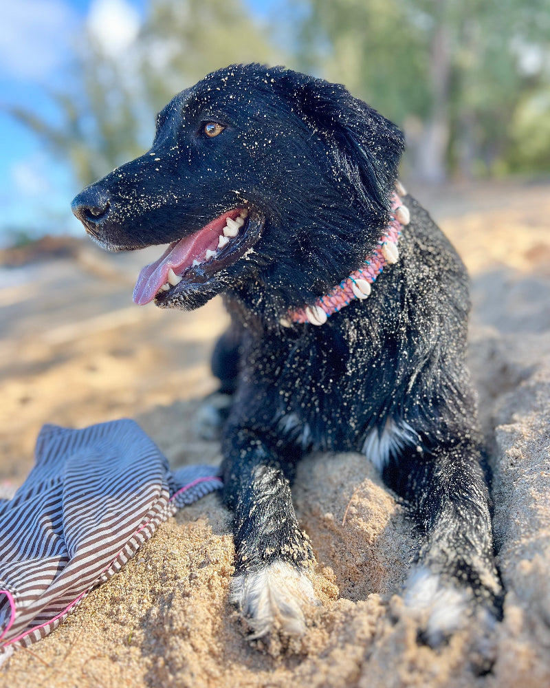 Coastal QT Dog Collar in Mochi