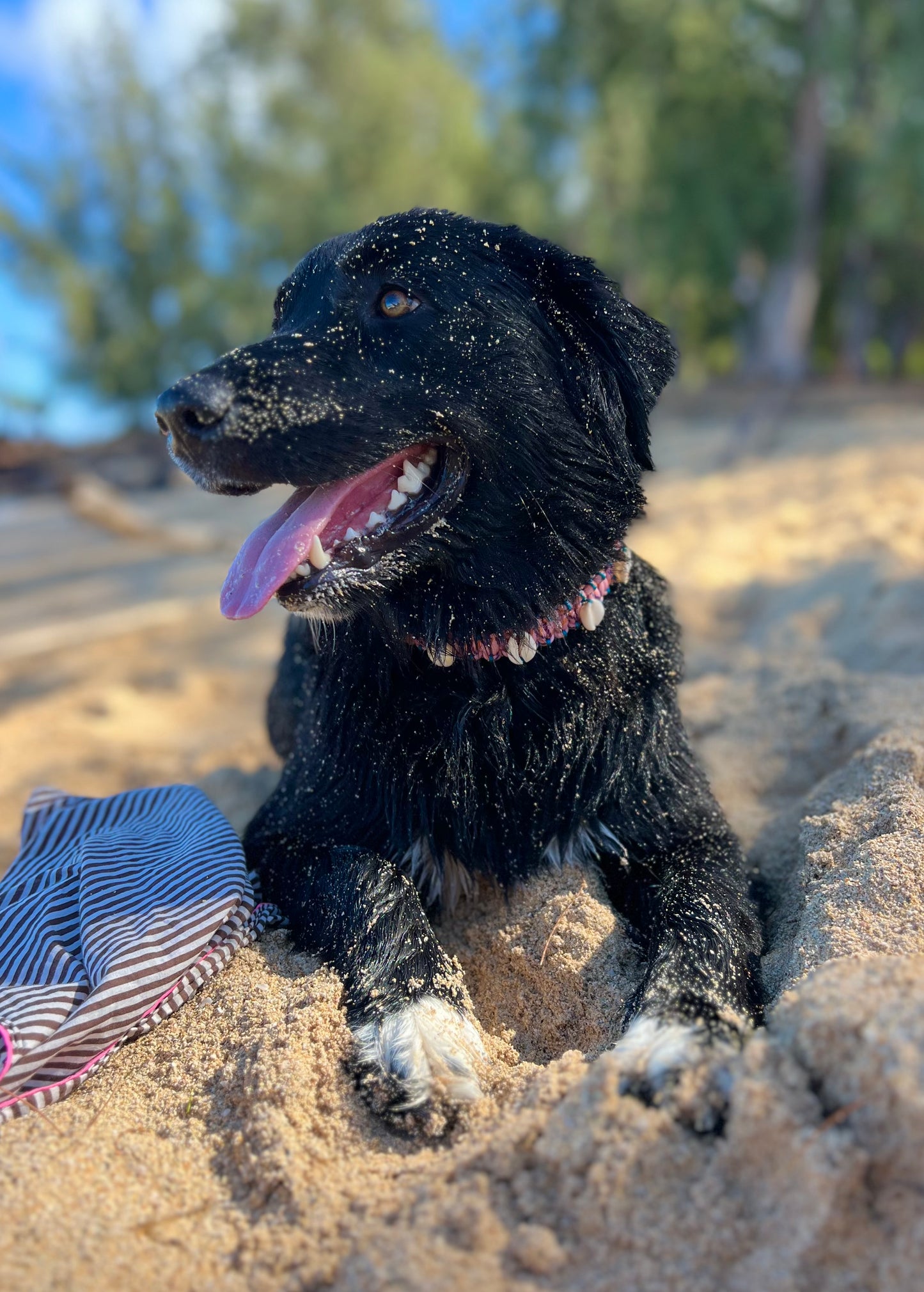 Coastal QT Dog Collar in Mochi