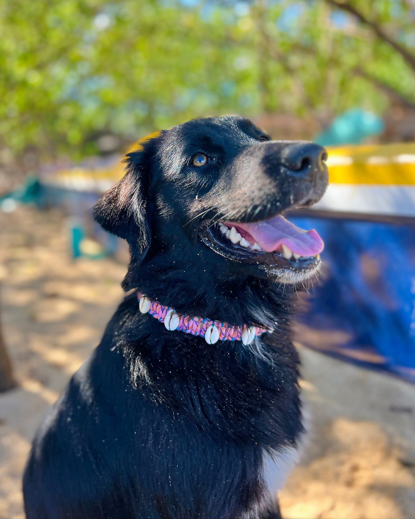 Coastal QT Dog Collar in Mochi