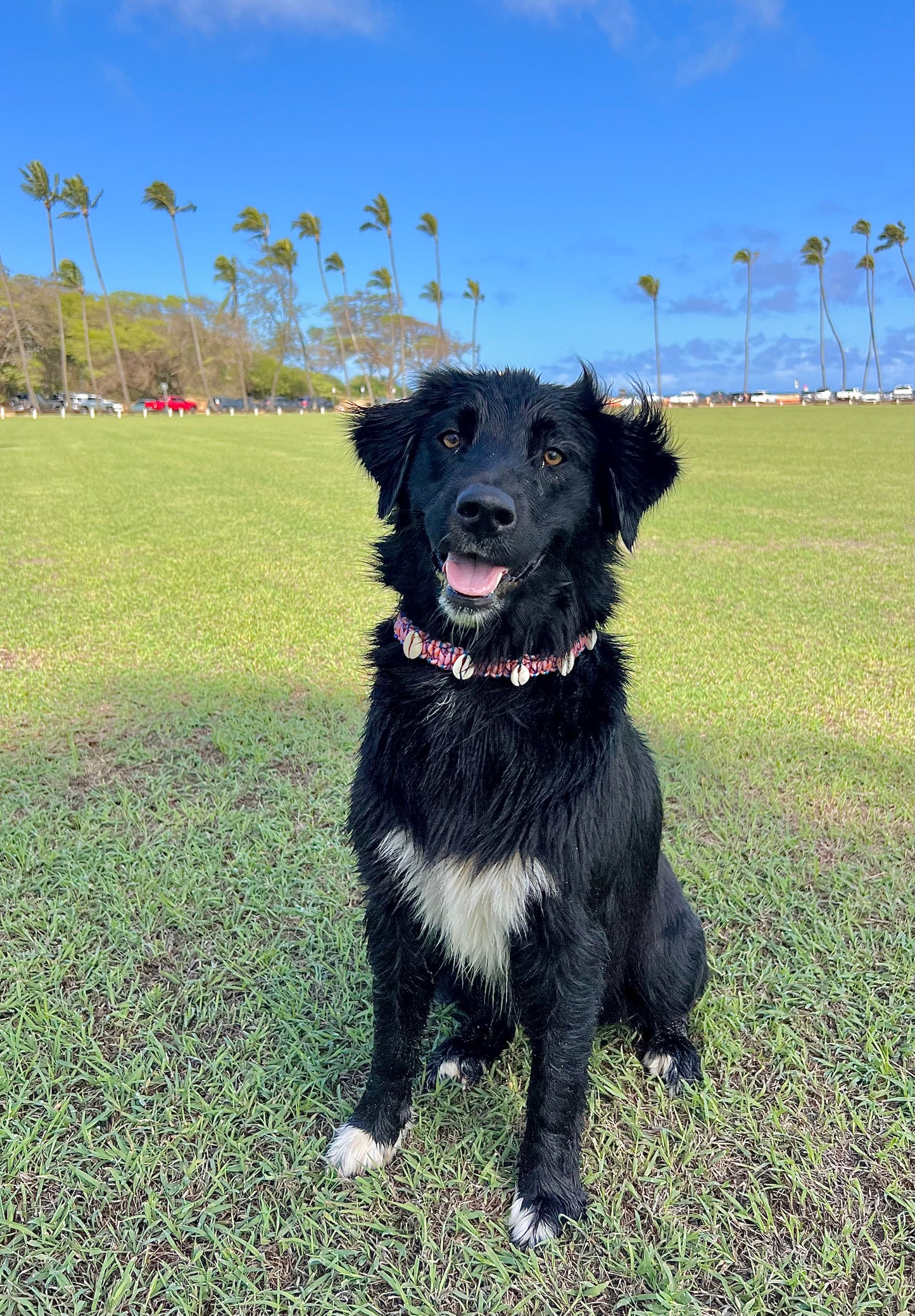 Coastal QT Dog Collar in Mochi