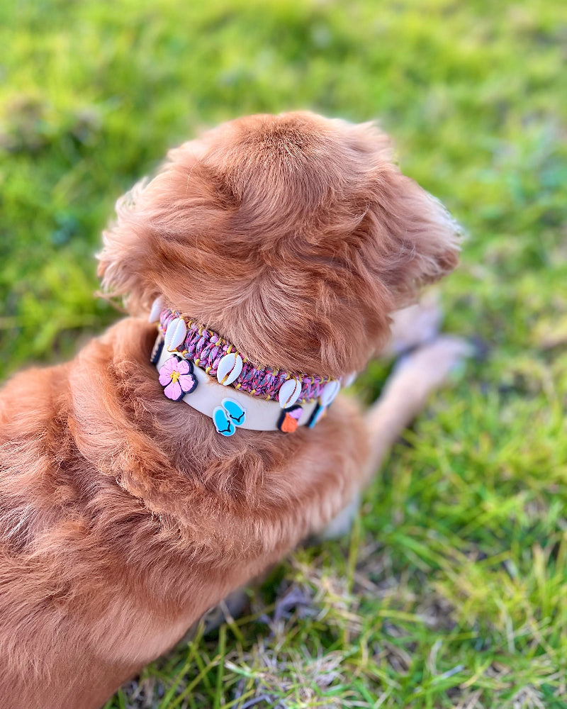 Honey Girl Jibbitz Dog Collar in Cream Puff