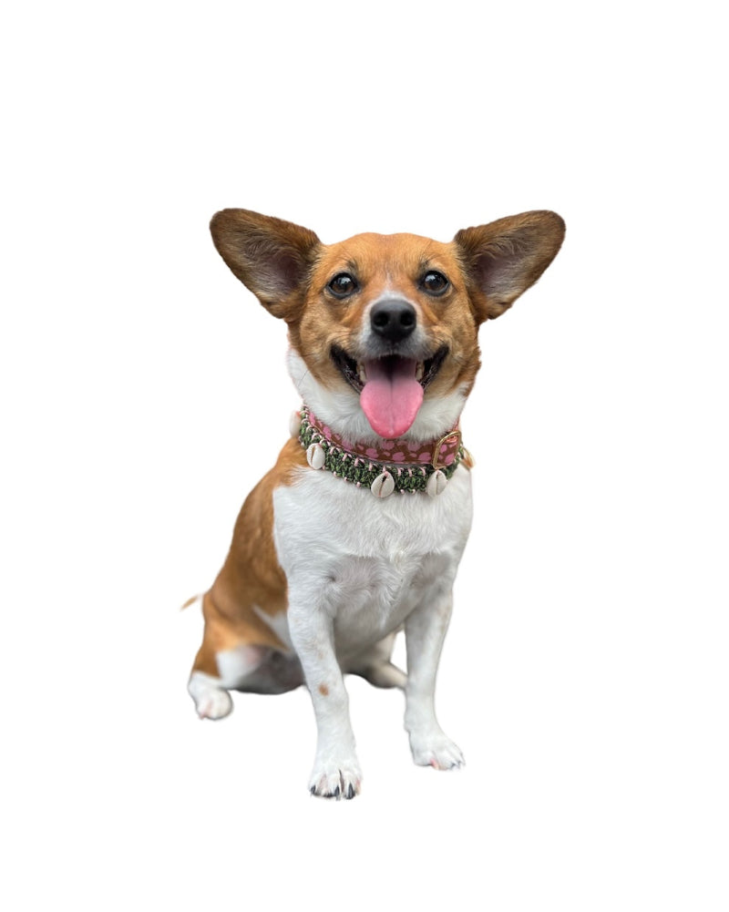 Coastal QT Dog Collar in Spam Musubi