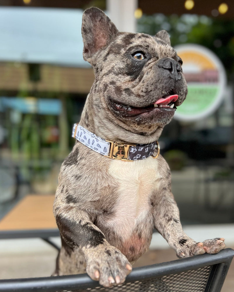 HAPA-hibiscus Collar in Hebrew Cone Shell