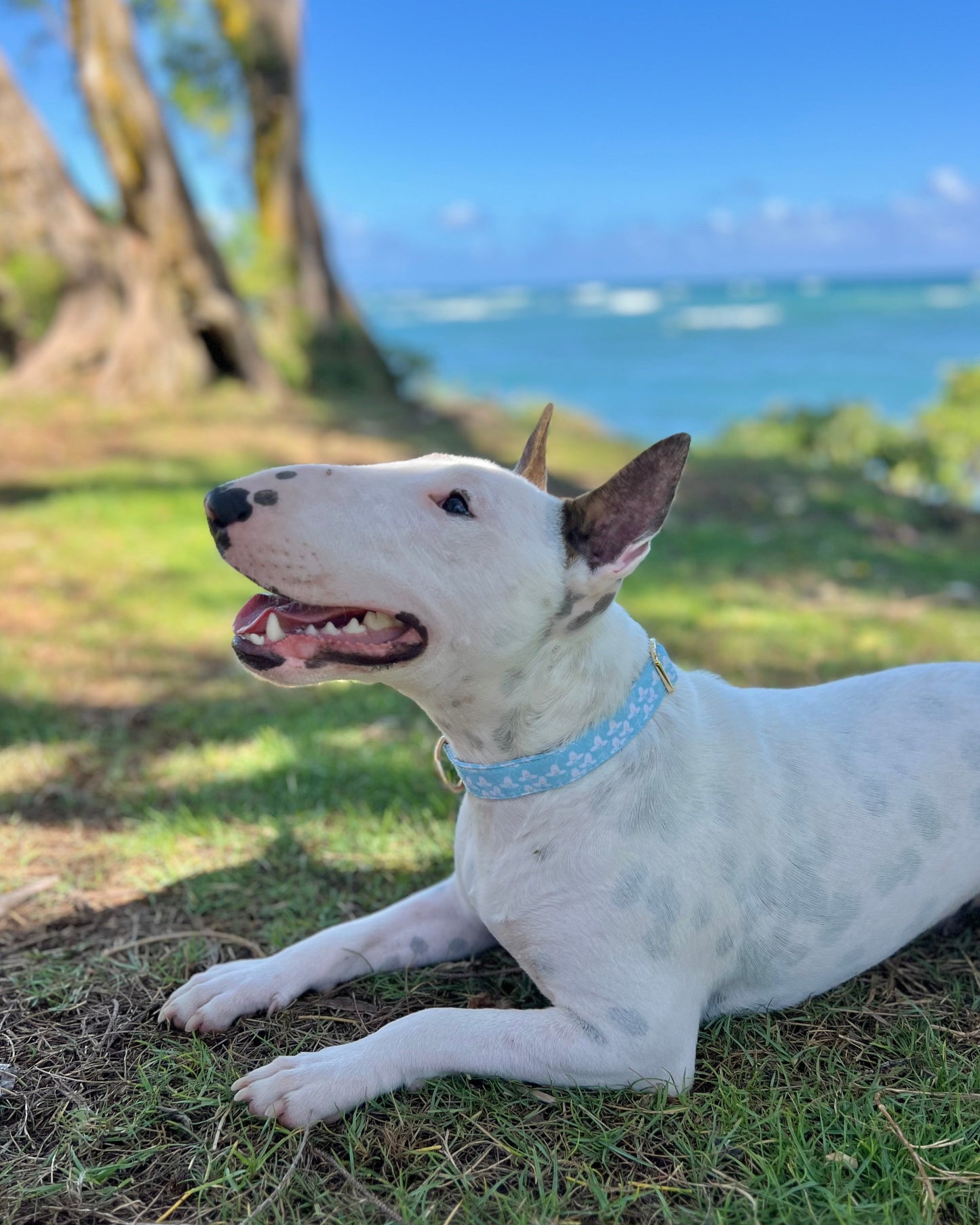 Wild Child Ginger Collar in Sky