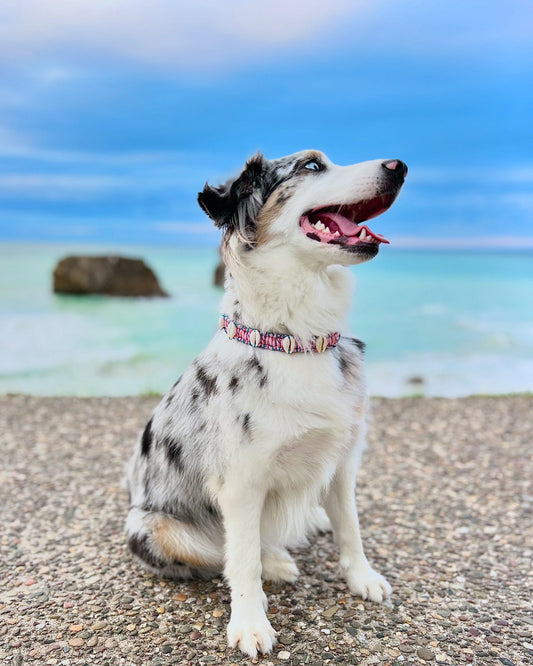 Coastal QT Dog Collar in Mochi