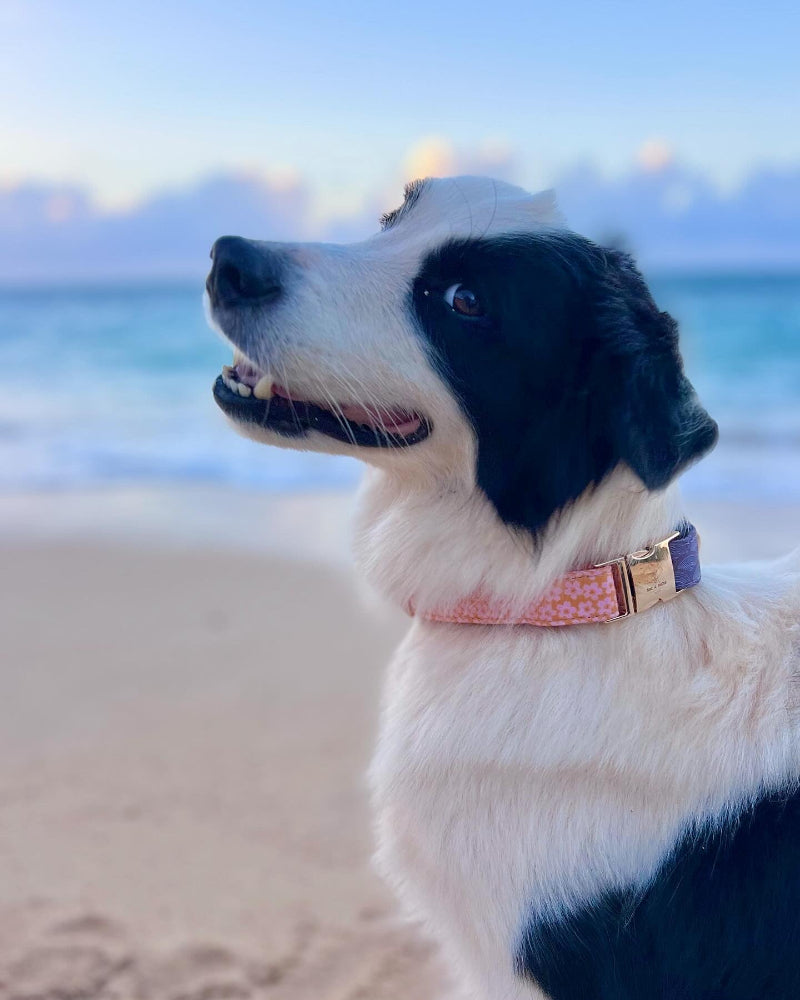 HAPA-Sakura Dog Collar in Mermaid