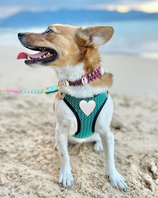 Coastal QT Dog Collar in Purple Cowrie Shell