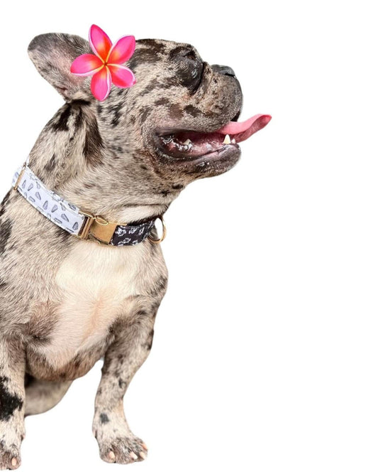 HAPA-hibiscus Collar in Hebrew Cone Shell