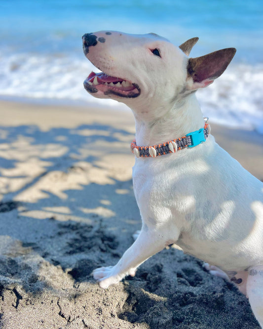 Coastal QT Dog Collar in Opihi
