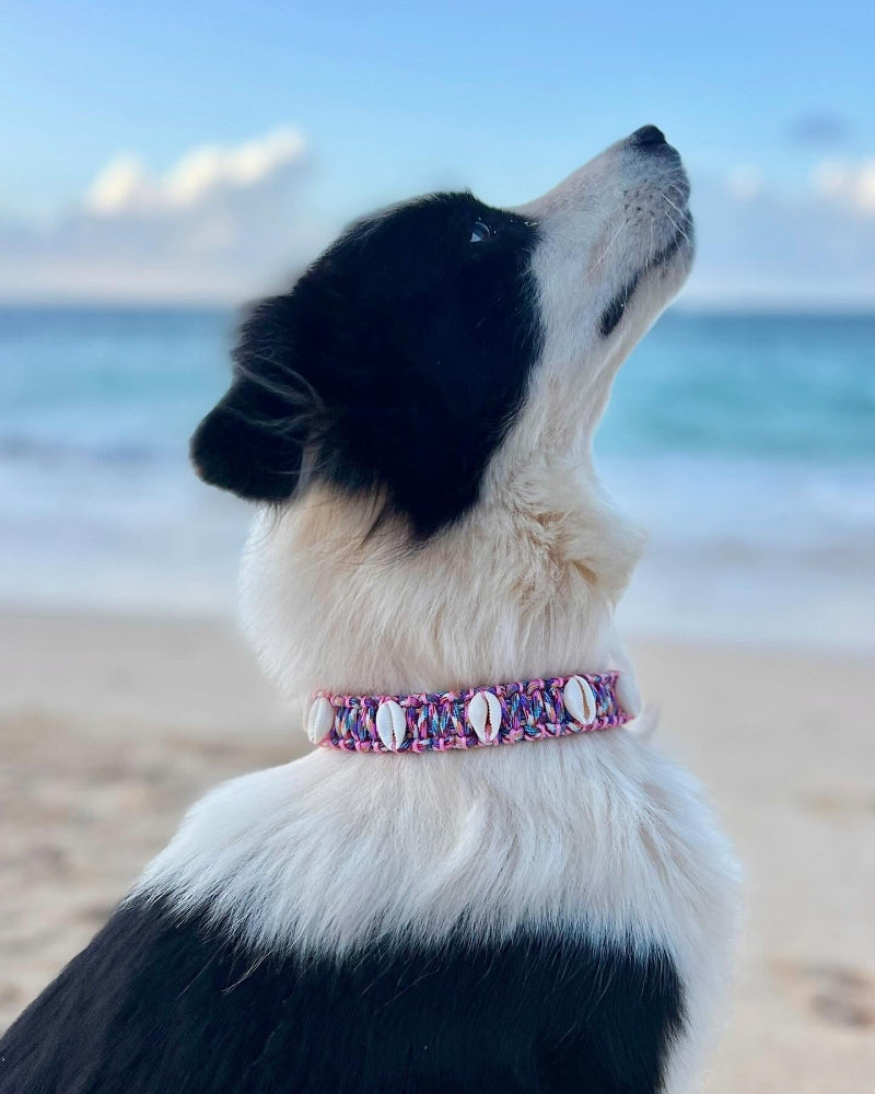 Coastal QT Dog Collar in Kalo Candy