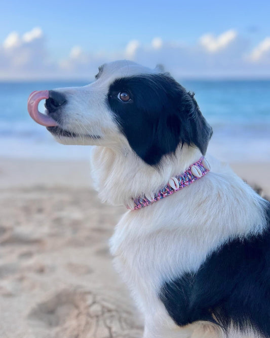 Coastal QT Dog Collar in Kalo Candy