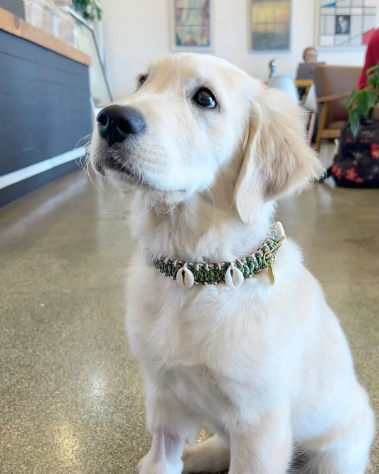 Coastal QT Dog Collar in Spam Musubi