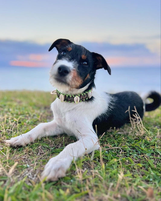 Coastal QT Dog Collar in Camouflage Cutie