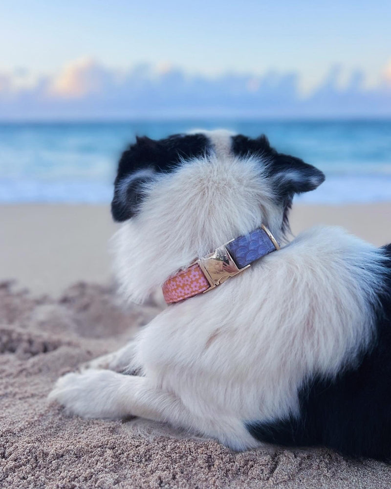 HAPA-Sakura Dog Collar in Mermaid