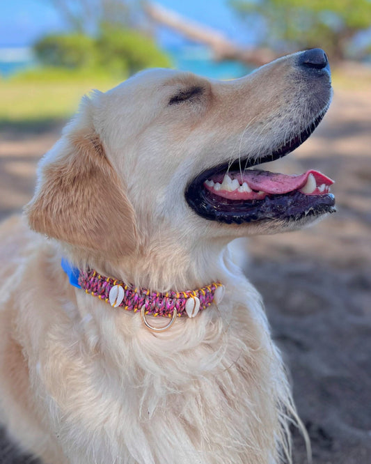 Coastal QT Dog Collar in Li Hing Mui Gummi Bears
