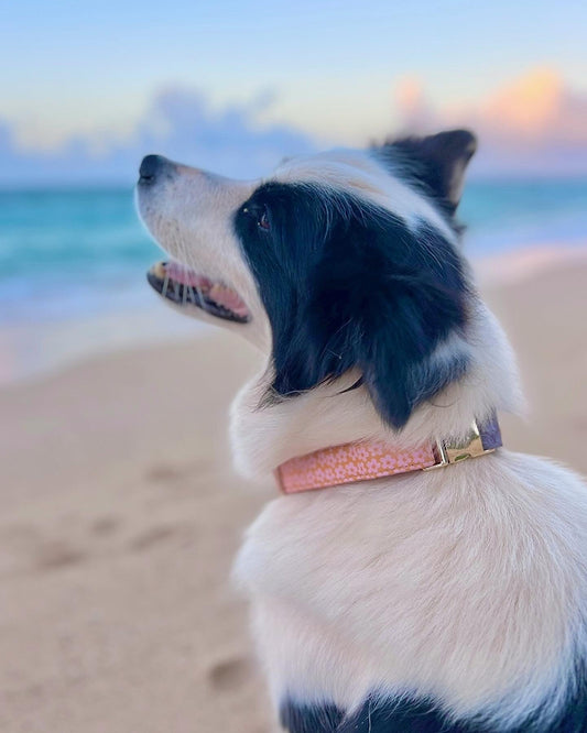 HAPA-Sakura Dog Collar in Mermaid