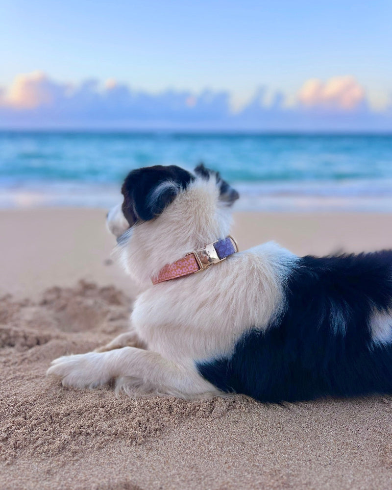 HAPA-Sakura Dog Collar in Mermaid