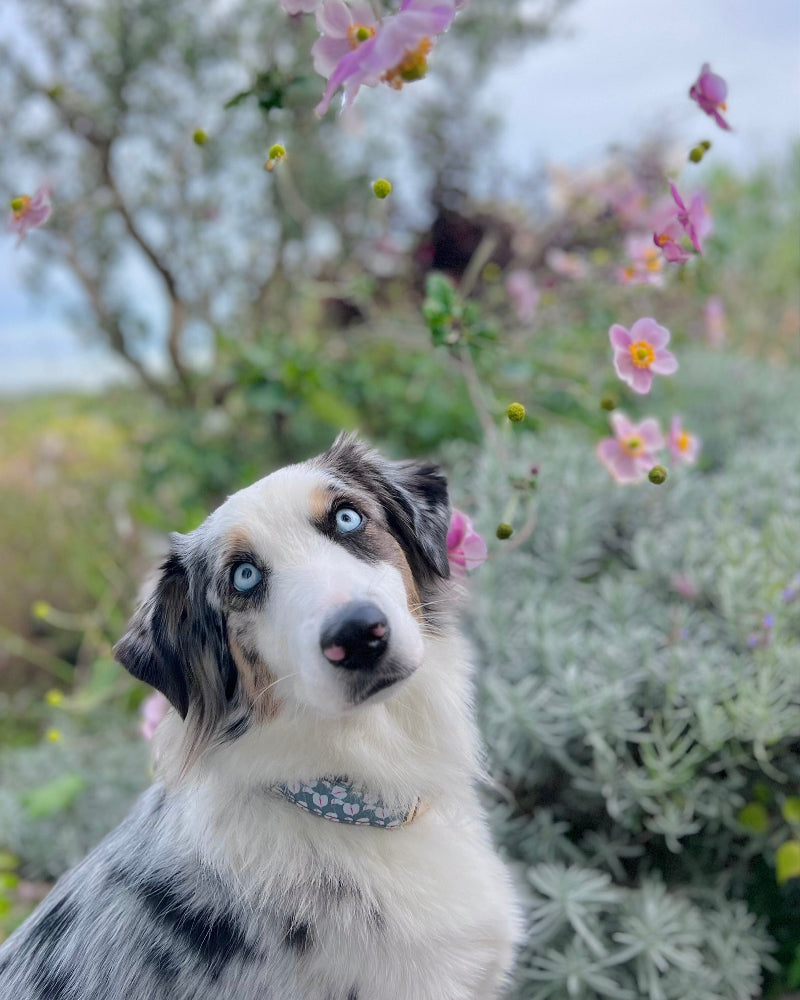 Hilo Anthurium Dog Collar in Holy-Moly-Guacamole