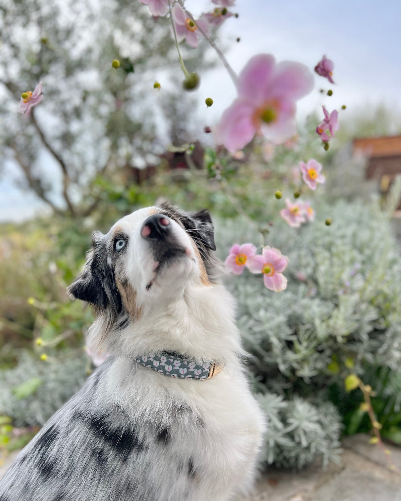 Hilo Anthurium Dog Collar in Holy-Moly-Guacamole