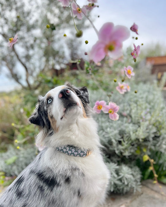Anthurium Dog Collar in Holy-Moly-Guacamole