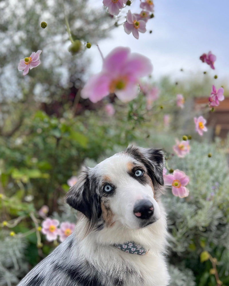 Hilo Anthurium Dog Collar in Holy-Moly-Guacamole