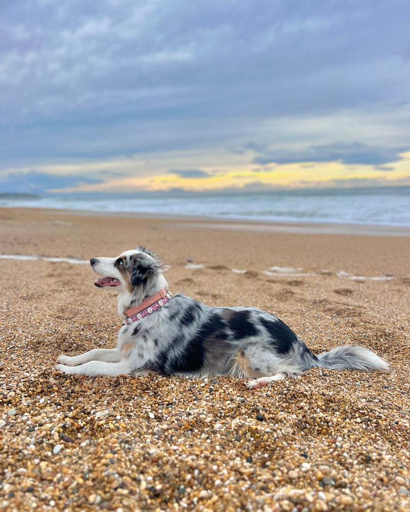 Coastal QT Dog Collar in Mochi