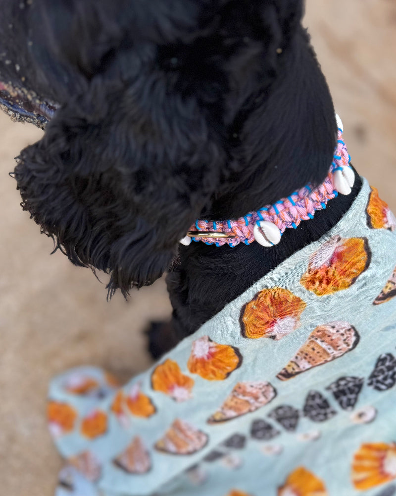 Coastal QT Dog Collar in Mochi