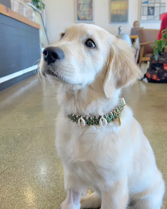 Coastal QT Dog Collar in Spam Musubi