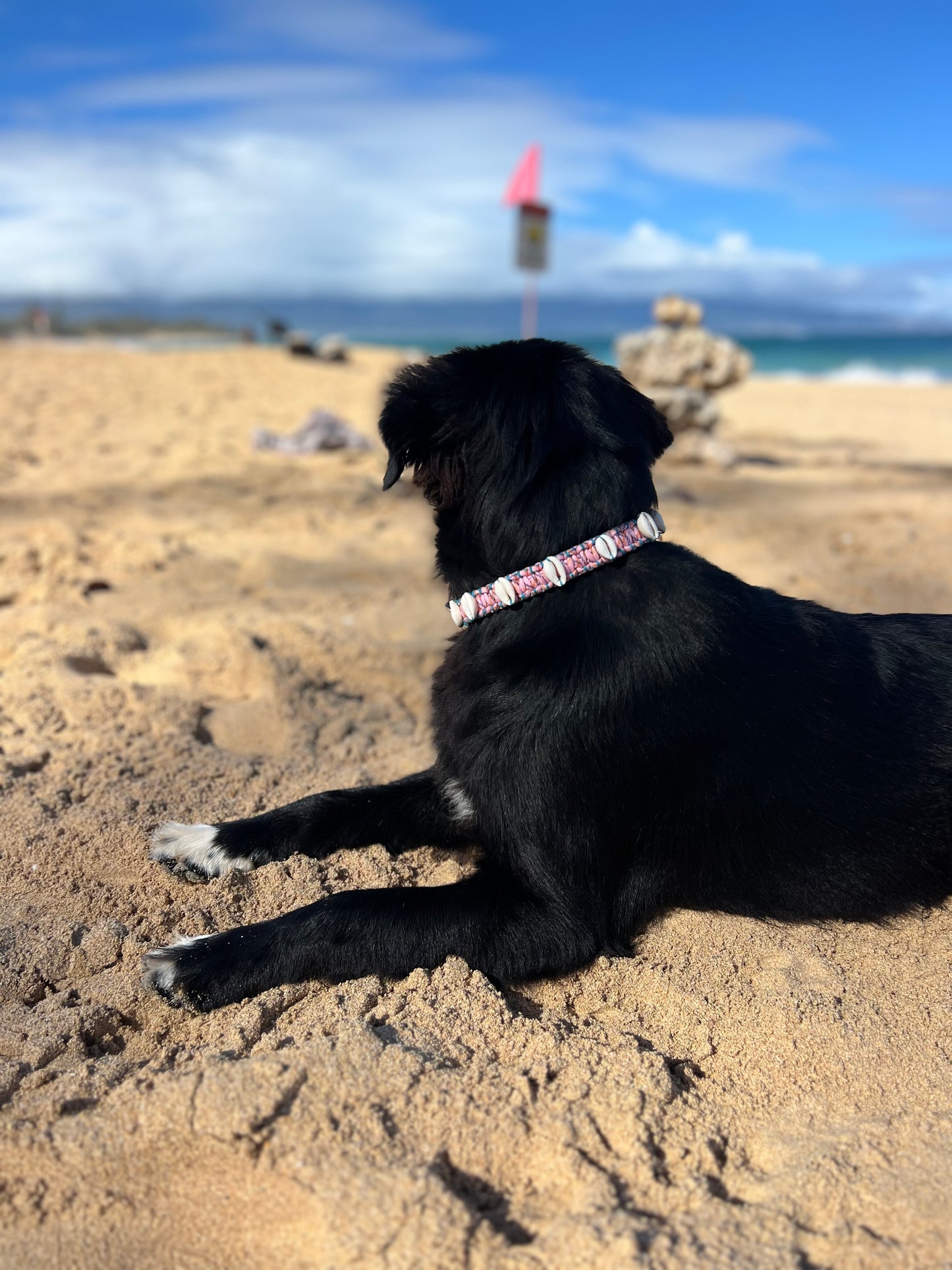 Coastal QT Dog Collar in Mochi