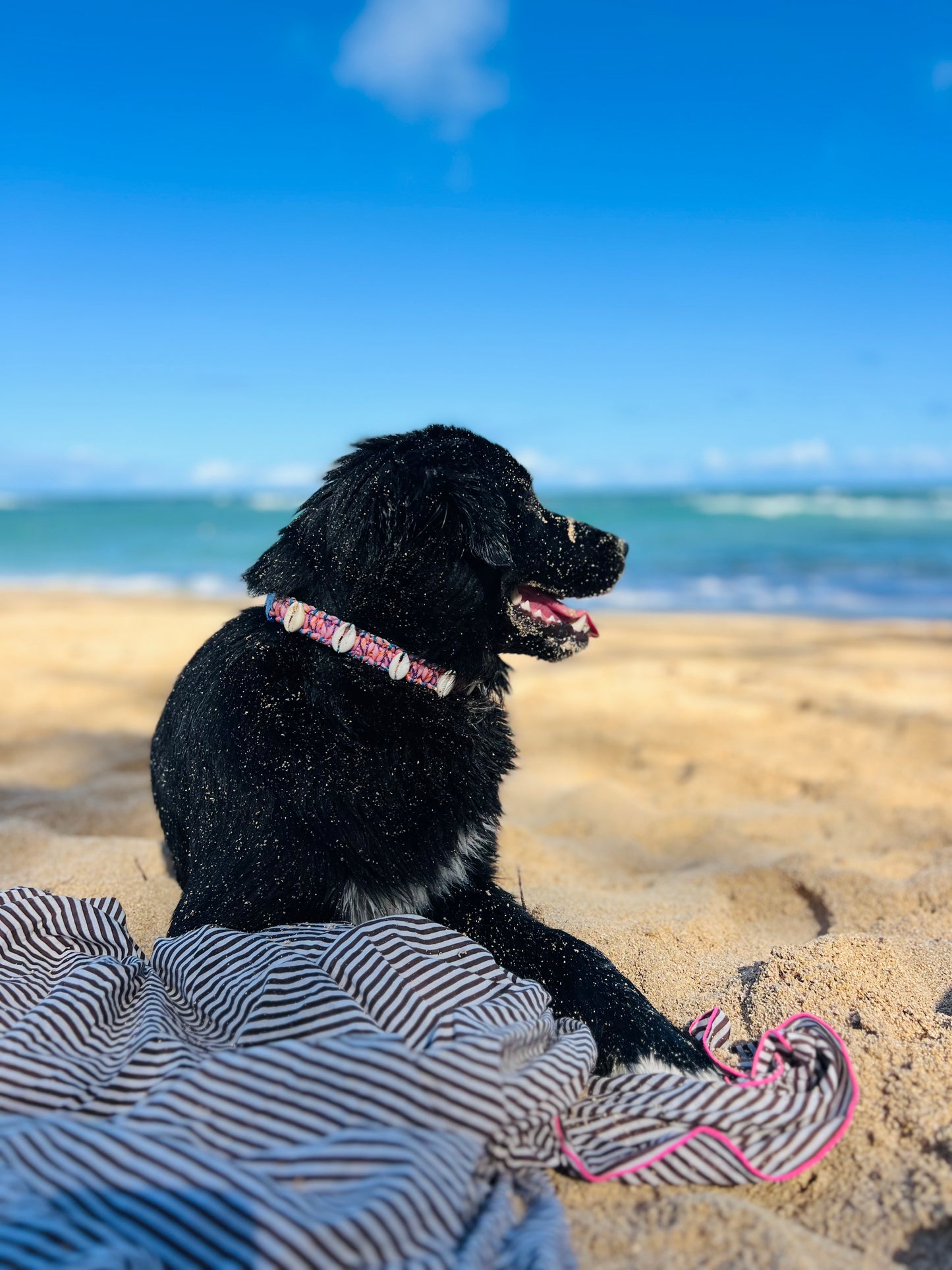 Coastal QT Dog Collar in Mochi