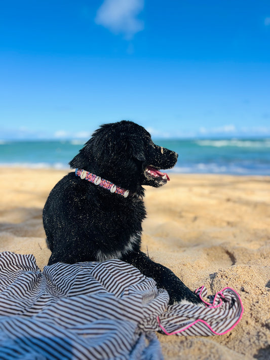 Coastal QT Dog Collar in Mochi