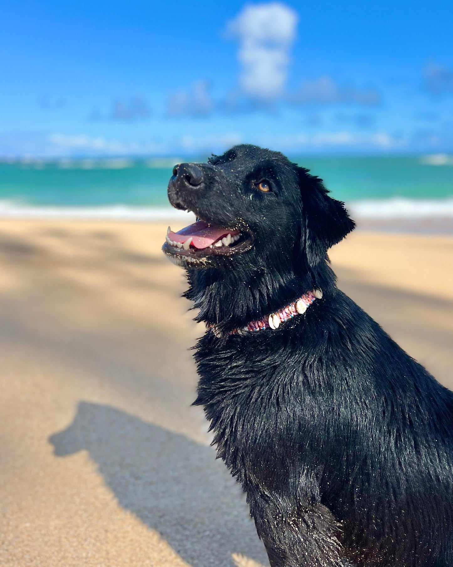 Coastal QT Dog Collar in Mochi